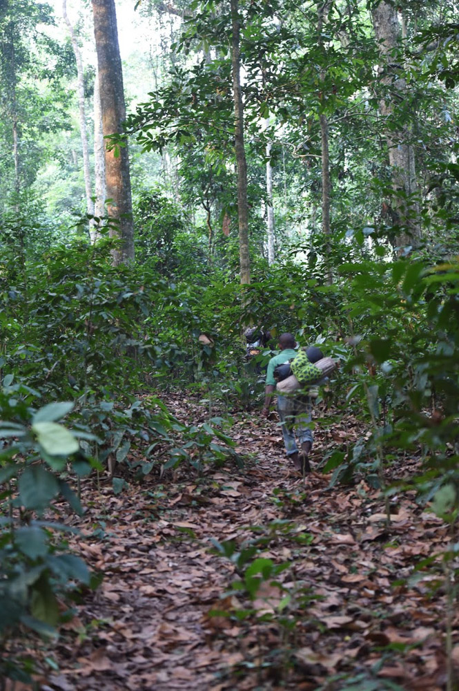 In the forest