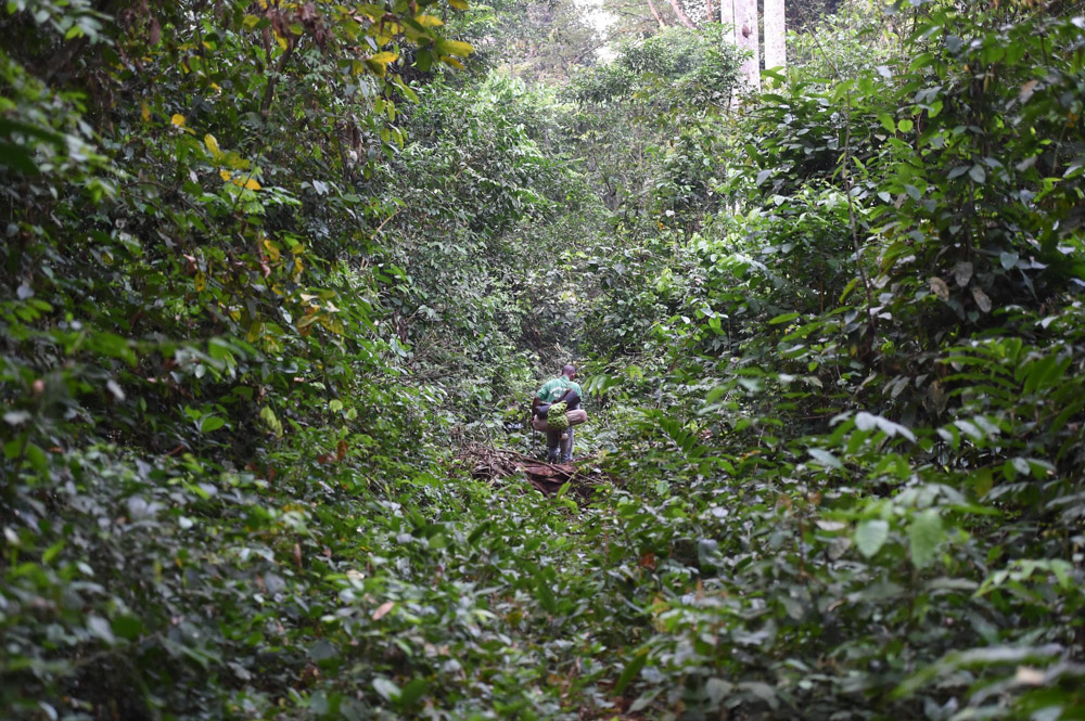 Walking in the forest