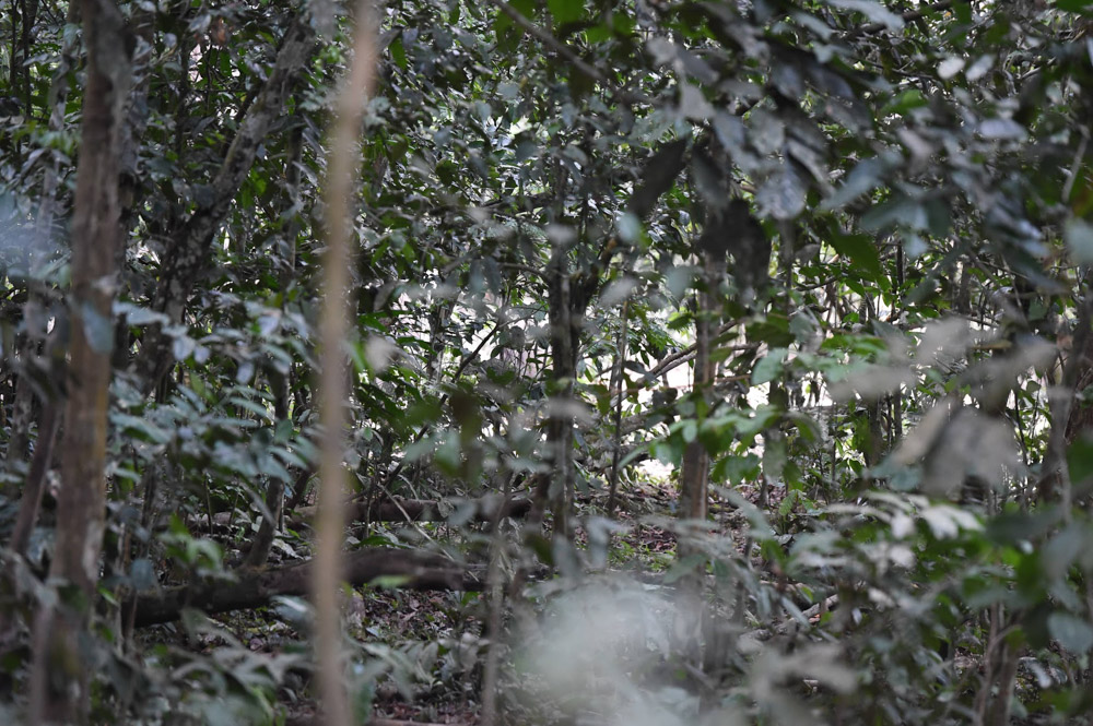 First glimpse at elephants