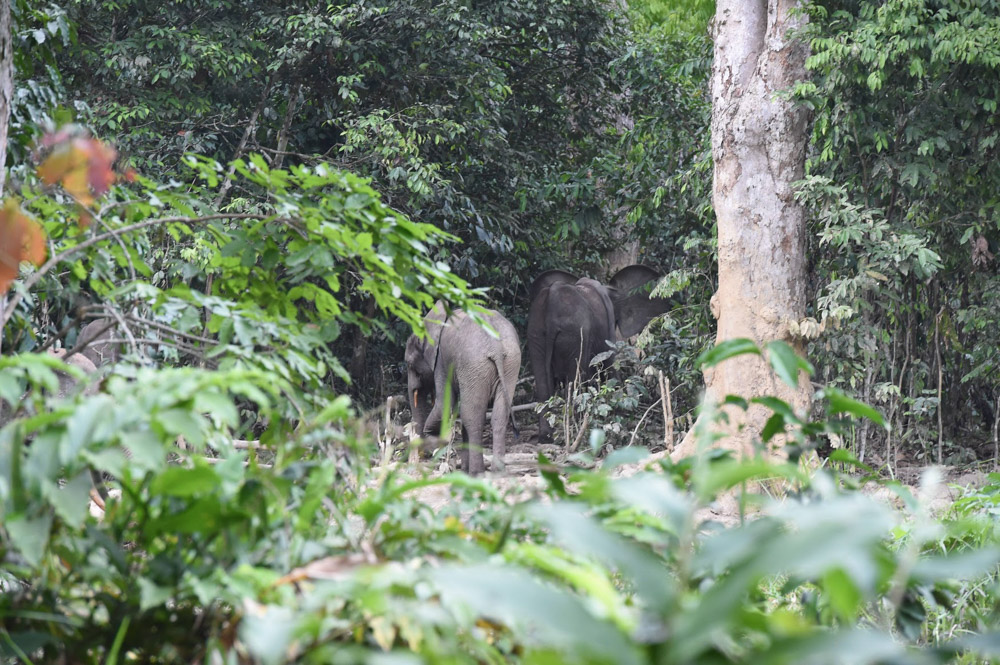 Elephants retreating
