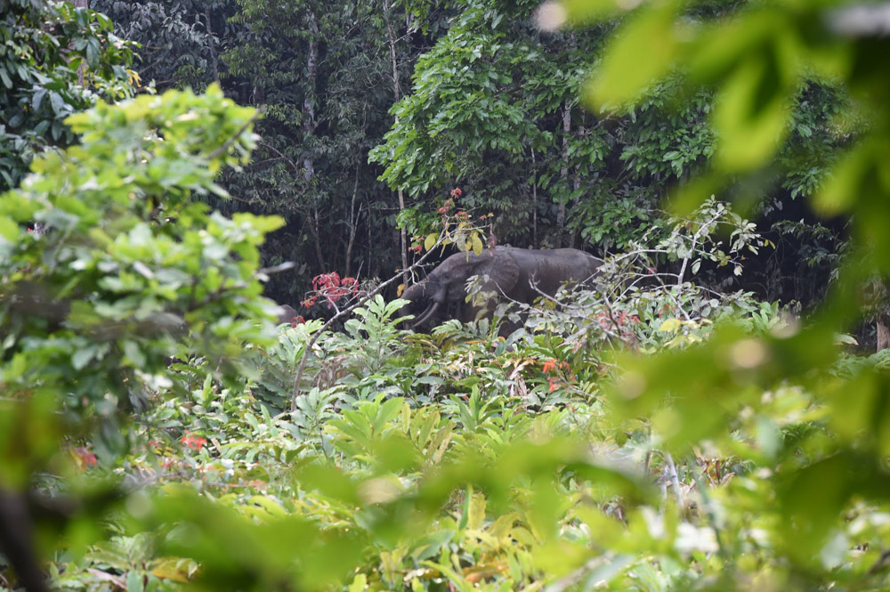 Elephant from a distance