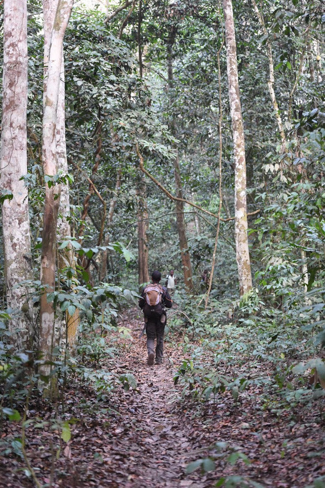 Walking in the forest